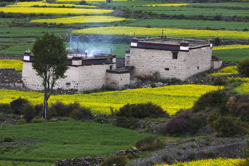 无人,农场,横图,室外,白天,旅游,度假,农业,农作物,美景,中国,亚洲,房屋,地形,景观,田地,乡村,山谷,娱乐,炊烟,西藏,花,花朵,树,黄色,绿色,风景,自然,油菜花,享受,休闲,烟,景色,放松,茂密,摄影,茂盛,宁静,清新,自然风光,东亚,西藏自治区,地貌,农舍,自然地理,彩图,旅行,bj175