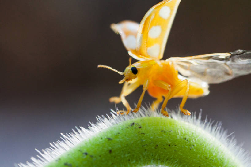 无人,横图,室外,特写,白天,植物,野生动物,静物,中国,亚洲,鲜艳,昆虫,茎,一只,黄色,绿色,自然,动物,摄影,东亚,内蒙古,彩图,阿尔山,bj175