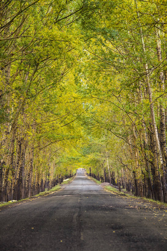 无人,竖图,室外,白天,旅游,度假,美景,森林,树林,植物,标志建筑,道路,地标,高速公路,建筑,路,汽车,中国,亚洲,直线,景观,路边,建筑群,小路,车道,交通,娱乐,建设,树,绿色,风景,自然,享受,休闲,景色,放松,季节,茂密,摄影,白桦,茂盛,生长,宁静,柏油路,环境,生态,自然风光,沥青,东亚,河北省,张家口,秋天,彩图,没影点,旅行,汽车广告背景图,张北县,bj175