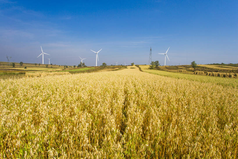 无人,横图,室外,白天,旅游,度假,农业,农作物,小麦,风能,风力发电机,草地,草原,美景,丘陵,山,植物,风,标志建筑,地标,建筑,风车,中国,亚洲,环保,电力,风力,地平线,景观,田地,建筑群,娱乐,设备,建设,草,蓝色,绿色,风景,蓝天,天空,自然,享受,休闲,发电,机械,景色,成熟,放松,茂密,工业,摄影,茂盛,生长,收获,能源,宁静,环境,生态,资源,风力机,自然风光,动力设备,利用,低碳,东亚,替代能源,涡轮,河北省,张家口,风力发电,风力涡轮机,风轮机,彩图,旅行,金子,广角,张北县,bj175