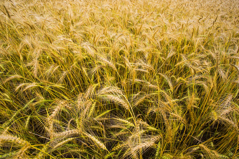 无人,横图,室外,白天,旅游,度假,农业,农作物,小麦,美景,植物,中国,亚洲,种植,景观,田地,谷类,麦穗,娱乐,黄色,风景,自然,享受,休闲,景色,成熟,放松,季节,摄影,生长,环境,自然风光,东亚,河北省,张家口,彩图,全画幅,广角,张北县,bj175