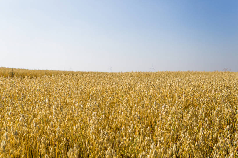 无人,横图,室外,白天,旅游,度假,农业,农作物,美景,植物,日光,中国,亚洲,种植,地平线,景观,陆地,田地,谷类,娱乐,黄色,蓝色,风景,蓝天,天空,自然,享受,休闲,景色,成熟,放松,季节,摄影,生长,收获,宁静,环境,自然风光,东亚,地貌,河北省,张家口,莜麦,彩图,金子,广角,张北县,bj175