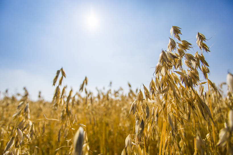 无人,横图,室外,特写,白天,旅游,度假,农业,农作物,美景,太阳,植物,日光,中国,亚洲,种植,景观,田地,谷类,娱乐,黄色,蓝色,风景,蓝天,天空,自然,享受,休闲,景色,成熟,放松,季节,摄影,生长,收获,宁静,环境,自然风光,逆光,东亚,河北省,张家口,莜麦,彩图,金子,张北县,bj175