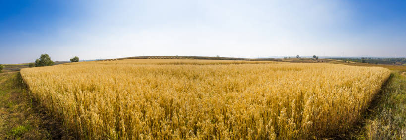 无人,横图,全景,室外,白天,旅游,度假,农业,农作物,美景,植物,日光,中国,亚洲,种植,地平线,景观,陆地,田地,谷类,娱乐,黄色,蓝色,绿色,风景,蓝天,天空,自然,享受,休闲,景色,成熟,放松,季节,茂密,摄影,茂盛,生长,收获,宁静,环境,自然风光,东亚,地貌,河北省,张家口,莜麦,彩图,金子,广角,张北县,bj175