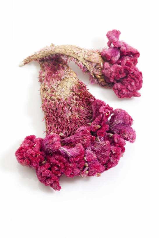 无人,竖图,静物,北京,中国,亚洲,药,干燥,食品,草药,饮食,饮料,干花,摄影,有机食品,影棚,多样,鸡冠花,医疗,中国文化,摄影棚,营养品,中医,东亚,健康食物,彩图,影棚拍摄,拍摄,传统文化,bj175