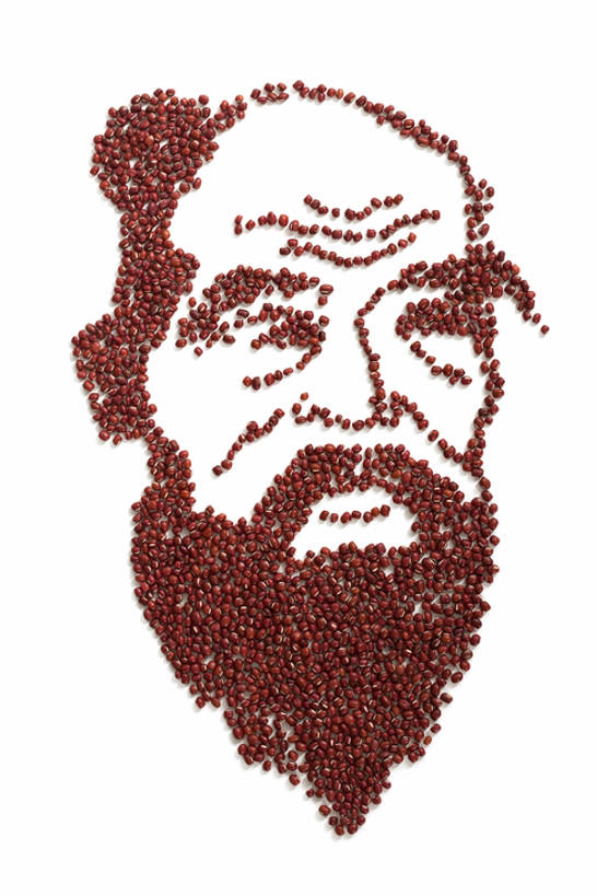 无人,竖图,特写,智慧,豆,静物,许多,干燥,食品,很多,饮食,素食,清新,健康食物,孔子,彩图,bj175