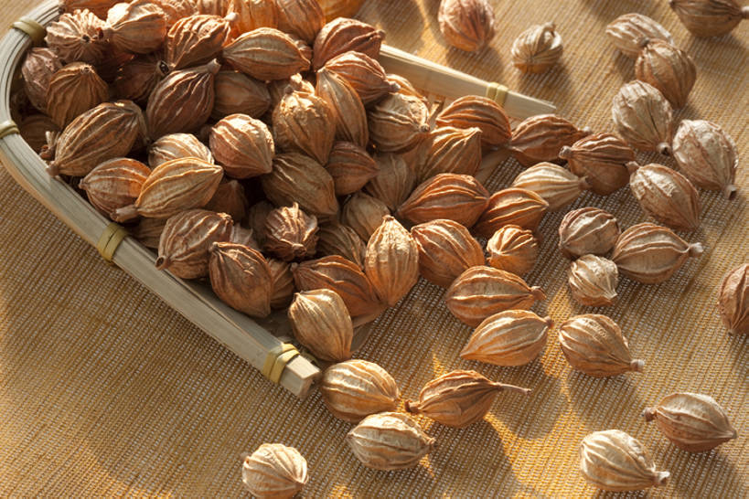 无人,横图,特写,留白,静物,许多,干燥,香料,食品,很多,饮食,彩图,砂仁,香砂,bj175