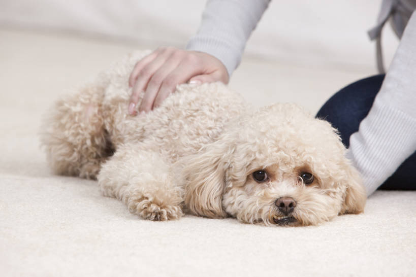 一个人,家庭,家,客厅,横图,室内,特写,友谊,纯洁,宠物,狗,一只,温暖,温馨,一家人,可爱,童年,童趣,摄影,生活方式,和睦,起居室,童真,烂漫,无邪,爱抚,玩具贵宾犬,天真,年轻女性,女人,年轻人,彩图,深情,融洽,bj175