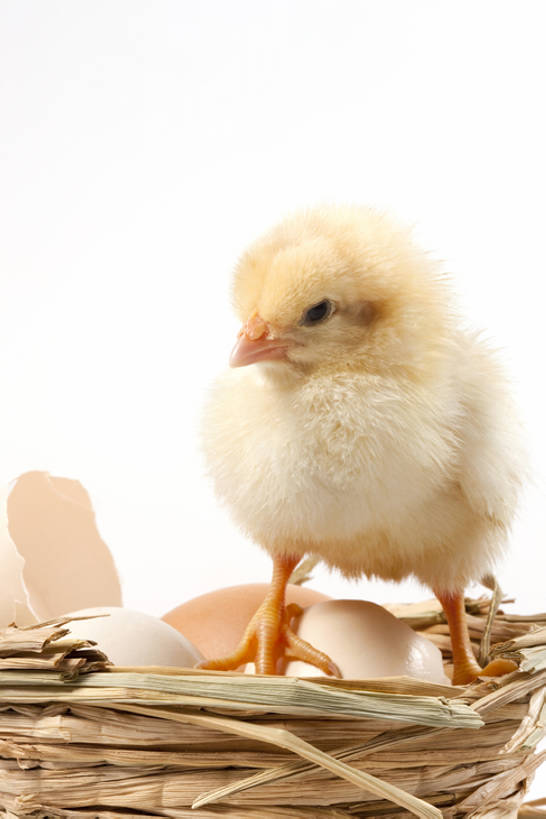 无人,竖图,特写,留白,白色背景,正面,探险,纯洁,安全,小的,鸟类,一只,黄色,动物,可爱,童年,童趣,摄影,牲畜,影棚,生长,孵化,摄影棚,童真,烂漫,无邪,卵,开端,无忧无虑,天真,彩图,全身,影棚拍摄,拍摄,小鸡,bj175