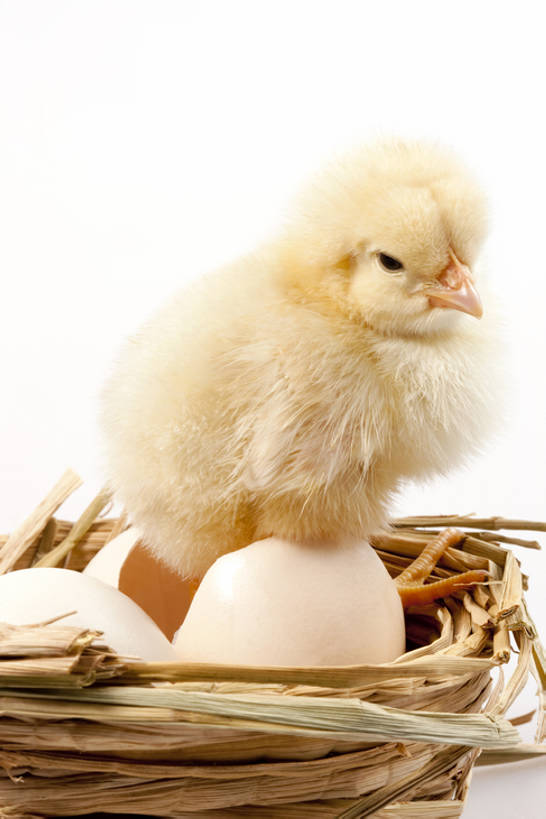 无人,竖图,特写,留白,白色背景,侧面,探险,纯洁,安全,小的,鸟类,一只,黄色,动物,可爱,童年,童趣,摄影,牲畜,影棚,生长,孵化,摄影棚,童真,烂漫,无邪,卵,开端,无忧无虑,天真,彩图,全身,影棚拍摄,拍摄,小鸡,bj175