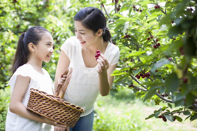 东方人,儿童,成年人,两个人,家庭,父母,母亲,女儿,果园,农场,站,笑,微笑,露齿笑,横图,室外,白天,正面,旅游,度假,快乐,幸福,纯洁,合作,农业,采摘,美景,植物,樱桃,水果,北京,中国,亚洲,连接,弯腰,握,工作,篮子,景观,园艺,食品,果树,饮品,樱桃树,休闲装,娱乐,饮食,农庄,树,树叶,食物,饮料,小孩,红色,绿色,自然,夏天,站着,享受,休闲,健康,温暖,温馨,母女,一家人,面对面,短袖,景色,成熟,放松,季节,可爱,亲密,童年,童趣,握着,摄影,介绍,有机食品,生长,生活方式,收获,环境,和睦,享乐,关爱,可口,清新,自然风光,亲情,出示,户外活动,童真,东亚,烂漫,无邪,健康食物,陪同,适口,陪伴,无忧无虑,天真,男孩,男人,男性,年轻女性,女孩,女人,女性,亚洲人,中国人,孩子,年轻人,沟通,说话,站立,半身,彩图,欢乐,融洽,男生,伴随,bj175