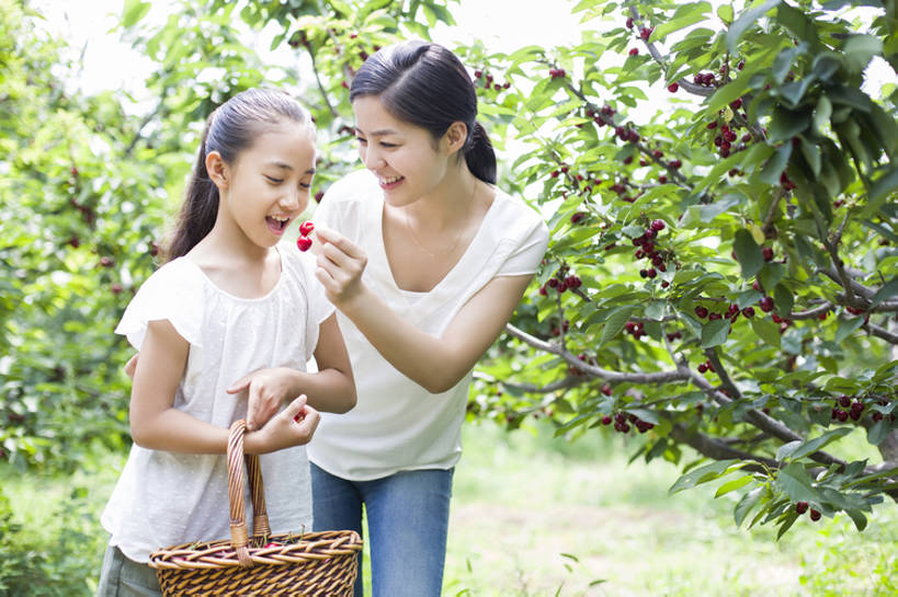 东方人,儿童,成年人,两个人,家庭,父母,母亲,女儿,果园,农场,站,笑,吃,微笑,露齿笑,横图,室外,白天,正面,旅游,度假,快乐,幸福,纯洁,合作,农业,采摘,美景,植物,樱桃,水果,北京,日光,中国,亚洲,连接,弯腰,握,工作,篮子,景观,园艺,食品,果树,饮品,樱桃树,休闲装,娱乐,饮食,农庄,树,树叶,食物,饮料,小孩,红色,绿色,自然,夏天,站着,张嘴,享受,休闲,健康,温暖,温馨,母女,一家人,面对面,短袖,景色,成熟,放松,季节,可爱,亲密,童年,童趣,喂,握着,摄影,有机食品,生长,生活方式,收获,环境,和睦,享乐,关爱,可口,清新,自然风光,亲情,户外活动,张大嘴巴,童真,东亚,烂漫,无邪,健康食物,陪同,适口,陪伴,无忧无虑,天真,男孩,男人,男性,年轻女性,女孩,女人,女性,亚洲人,中国人,孩子,年轻人,张开嘴,站立,彩图,欢乐,融洽,男生,伴随,bj175