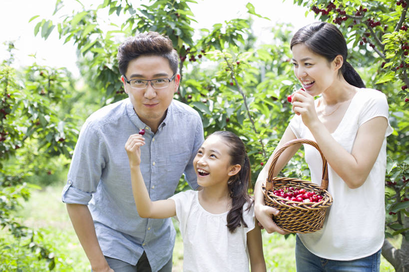 东方人,儿童,成年人,中年人,三个人,家庭,丈夫,妻子,父母,母亲,父亲,女儿,果园,农场,站,笑,吃,微笑,露齿笑,横图,室外,白天,正面,衬衫,旅游,度假,快乐,幸福,纯洁,合作,农业,采摘,美景,植物,樱桃,水果,北京,中国,亚洲,连接,弯腰,握,并排,工作,篮子,眼镜,景观,园艺,美味,食品,果树,饮品,玩,樱桃树,注视,休闲装,娱乐,饮食,农庄,树,树叶,食物,饮料,小孩,红色,绿色,自然,夏天,观察,看,站着,张嘴,享受,休闲,健康,温暖,温馨,一家人,短袖,景色,成熟,放松,季节,可爱,亲密,童年,童趣,喂,握着,摄影,有机食品,生长,生活方式,收获,观看,环境,和睦,察看,享乐,关爱,关注,可口,清新,自然风光,亲情,户外活动,张大嘴巴,童真,东亚,烂漫,无邪,健康食物,陪同,适口,陪伴,无忧无虑,天真,男孩,男人,男性,年轻女性,女孩,女人,女性,中年男性,亚洲人,中国人,孩子,年轻人,情侣,张开嘴,休闲活动,站立,半身,彩图,欢乐,融洽,男生,开领,伴随,bj175