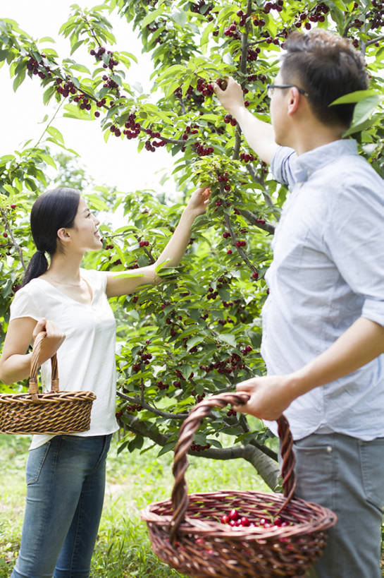 东方人,成年人,中年人,两个人,丈夫,妻子,果园,农场,举,笑,微笑,露齿笑,竖图,室外,白天,侧面,衬衫,爱情,旅游,度假,快乐,幸福,合作,农业,采摘,美景,植物,樱桃,水果,北京,中国,亚洲,握,工作,篮子,眼镜,景观,园艺,食品,果树,饮品,浪漫,樱桃树,休闲装,娱乐,饮食,农庄,树,树叶,食物,饮料,红色,绿色,自然,夏天,托,向上看,站着,享受,休闲,健康,温暖,温馨,短袖,景色,成熟,恩爱,放松,季节,亲密,握着,恋人,摄影,有机食品,生长,生活方式,收获,环境,和睦,享乐,可口,清新,自然风光,户外活动,东亚,健康食物,陪同,适口,陪伴,无忧无虑,男人,男性,年轻女性,女人,女性,中年男性,亚洲人,中国人,年轻人,情侣,举起,举手,举着,向上举,向上伸,向上托,彩图,欢乐,伴侣,融洽,伴随,bj175