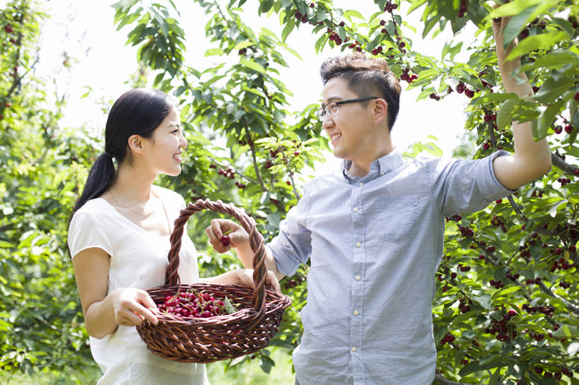 东方人,成年人,中年人,两个人,丈夫,妻子,果园,农场,举,笑,微笑,露齿笑,横图,室外,白天,正面,衬衫,爱情,旅游,度假,快乐,幸福,合作,农业,采摘,美景,植物,樱桃,水果,北京,日光,中国,亚洲,握,工作,篮子,眼镜,景观,园艺,食品,果树,饮品,浪漫,樱桃树,休闲装,娱乐,饮食,农庄,树,树叶,食物,饮料,红色,绿色,自然,夏天,托,站着,享受,休闲,健康,温暖,温馨,面对面,短袖,景色,成熟,恩爱,放松,季节,亲密,握着,恋人,摄影,有机食品,生长,生活方式,收获,环境,和睦,享乐,可口,清新,自然风光,户外活动,东亚,健康食物,陪同,适口,陪伴,无忧无虑,男人,男性,年轻女性,女人,女性,中年男性,亚洲人,中国人,年轻人,情侣,举起,举手,举着,向上举,向上伸,向上托,半身,彩图,欢乐,伴侣,融洽,开领,伴随,bj175