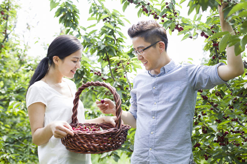 东方人,成年人,中年人,两个人,丈夫,妻子,果园,农场,举,笑,微笑,露齿笑,横图,室外,白天,正面,衬衫,爱情,旅游,度假,快乐,幸福,合作,农业,采摘,美景,植物,樱桃,水果,北京,中国,亚洲,握,工作,篮子,眼镜,景观,园艺,食品,果树,饮品,浪漫,樱桃树,休闲装,娱乐,饮食,农庄,树,树叶,食物,饮料,红色,绿色,自然,夏天,托,站着,享受,休闲,健康,温暖,温馨,面对面,短袖,景色,成熟,恩爱,放松,季节,亲密,握着,恋人,摄影,有机食品,生长,生活方式,收获,环境,和睦,享乐,可口,清新,自然风光,户外活动,东亚,健康食物,陪同,适口,陪伴,无忧无虑,男人,男性,年轻女性,女人,女性,中年男性,亚洲人,中国人,年轻人,情侣,举起,举手,举着,向上举,向上伸,向上托,半身,彩图,欢乐,伴侣,融洽,开领,伴随,bj175