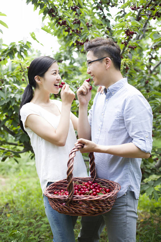 东方人,成年人,中年人,两个人,丈夫,妻子,果园,农场,笑,吃,微笑,露齿笑,竖图,室外,白天,侧面,衬衫,爱情,旅游,度假,快乐,幸福,合作,农业,采摘,美景,植物,樱桃,水果,北京,中国,亚洲,连接,握,工作,篮子,眼镜,景观,园艺,美味,食品,果树,饮品,浪漫,樱桃树,休闲装,娱乐,饮食,农庄,树,树叶,食物,饮料,红色,绿色,自然,夏天,站着,张嘴,享受,休闲,健康,温暖,温馨,面对面,短袖,景色,成熟,恩爱,放松,季节,亲密,搭,握着,恋人,摄影,有机食品,生长,生活方式,收获,环境,和睦,享乐,搭着,可口,清新,自然风光,户外活动,张大嘴巴,东亚,健康食物,陪同,适口,陪伴,无忧无虑,男人,男性,年轻女性,女人,女性,中年男性,亚洲人,中国人,年轻人,情侣,张开嘴,彩图,欢乐,伴侣,融洽,开领,伴随,bj175