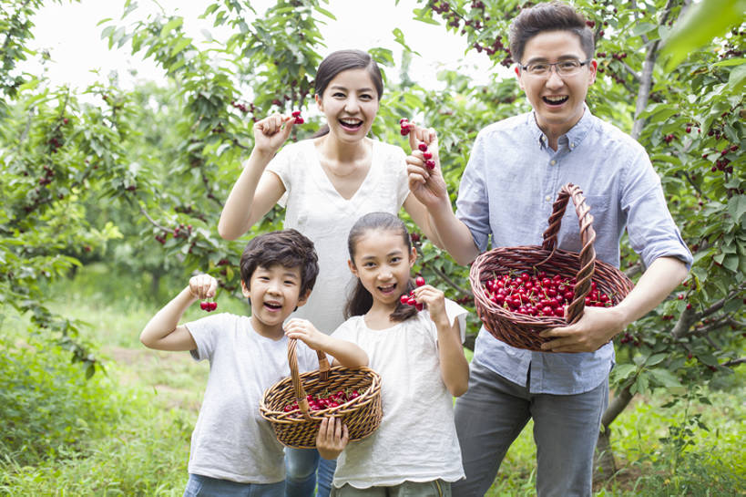 东方人,儿童,成年人,中年人,四个人,家庭,夫妻,丈夫,妻子,父母,母亲,父亲,女儿,儿子,兄弟,姐妹,果园,农场,站,笑,吃,微笑,露齿笑,横图,室外,白天,正面,衬衫,爱情,旅游,度假,快乐,幸福,纯洁,合作,农业,采摘,美景,植物,樱桃,水果,北京,中国,亚洲,连接,握,工作,篮子,眼镜,景观,园艺,美味,食品,果树,饮品,浪漫,玩,T恤,樱桃树,注视,休闲装,娱乐,饮食,农庄,草,树,树叶,食物,饮料,小孩,红色,绿色,自然,夏天,观察,看,站着,张嘴,享受,休闲,健康,温暖,温馨,父子,母子,一家人,短袖,景色,成熟,恩爱,放松,父爱,活力,季节,可爱,母爱,亲密,童年,童趣,握着,恋人,摄影,介绍,有机食品,生长,生活方式,收获,观看,环境,和睦,察看,享乐,合影,关爱,关注,可口,清新,自然风光,亲情,肖像,出示,户外活动,张大嘴巴,童真,东亚,烂漫,无邪,健康食物,陪同,适口,陪伴,无忧无虑,天真,男孩,男人,男性,年轻男性,年轻女性,女孩,女人,女性,中年男性,亚洲人,中国人,孩子,年轻人,夫妇,情侣,全家福,张开嘴,休闲活动,站立,彩图,欢乐,伴侣,融洽,男生,开领,伴随,bj175