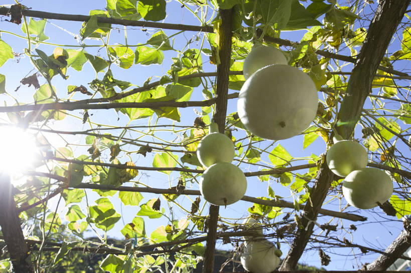 无人,菜园,横图,室外,白天,留白,镜头眩光,旅游,度假,农作物,美景,太阳,植物,北京,日光,中国,亚洲,吊挂,悬挂,种植,光束,葫芦,房屋,庭院,景观,乡村,葡萄树,挂,娱乐,树叶,农家乐,绿色,风景,天空,自然,享受,休闲,景色,放松,茂密,摄影,有机食品,茂盛,生长,度假村,自然风光,逆光,东亚,种植园,藤蔓植物,农舍,彩图,bj175