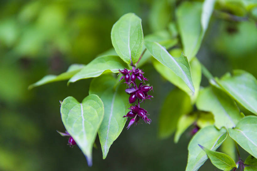 无人,横图,室外,白天,旅游,度假,美景,植物,水果,中国,亚洲,景观,娱乐,林芝,西藏,树,树叶,树枝,绿色,紫色,风景,自然,享受,休闲,景色,放松,摄影,生长,清新,自然风光,东亚,西藏自治区,青藏高原,彩图,全画幅,卡定沟,卡定天佛瀑布,bj175