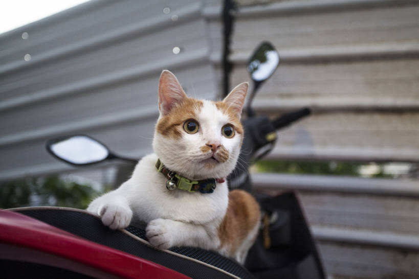 无人,横图,室外,白天,纯洁,摩托车,宠物,猫,台湾,中国,亚洲,铃铛,一只,动物,趴着,可爱,童年,童趣,摄影,家猫,童真,东亚,烂漫,无邪,台南,天真,彩图,好奇心,垦丁,bj175