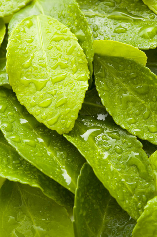 无人,竖图,特写,背景,水,静物,北京,中国,亚洲,许多,湿,形状,茶叶,很多,树叶,绿色,自然,概念,雨滴,摄影,宁静,简单,清新,东亚,纯净,彩图,影棚拍摄,全画幅,点滴,bj175