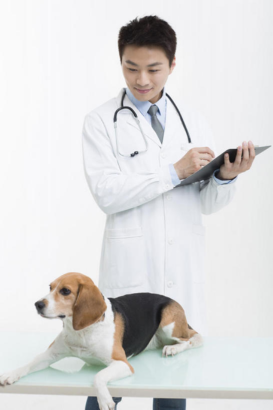东方人,成年人,一个人,医生,兽医,微笑,竖图,留白,正面,衬衫,快乐,幸福,纯洁,信心,桌子,宠物,狗,北京,中国,亚洲,仅一个男性,仅一个人,写,灰色背景,检查,工作,办公用品,领带,注视,现代,文具,仅一个年轻男性,一只,动物,听诊器,学习用品,观察,看,站着,职业,家畜,可爱,亲密,童年,童趣,摄影,生活方式,观看,写字板,文具用品,体检,察看,医疗,享乐,关爱,关注,童真,东亚,烂漫,无邪,实验服,天真,男人,男性,年轻男性,亚洲人,中国人,年轻人,彩图,影棚拍摄,欢乐,小猎犬,体格检查,bj175