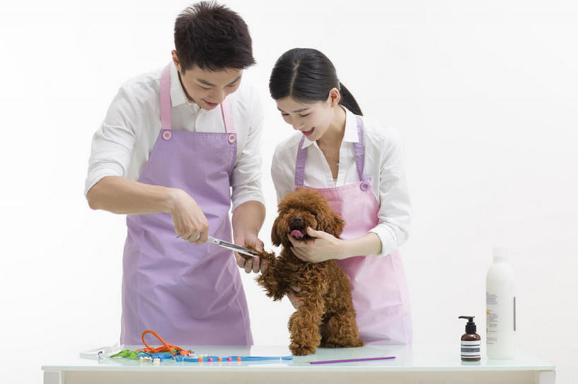 东方人,成年人,两个人,笑,微笑,露齿笑,横图,留白,正面,衬衫,快乐,幸福,信心,桌子,宠物,狗,北京,中国,亚洲,握,灰色背景,并排,工作,剪刀,围裙,注视,现代,一只,动物,观察,看,站着,职业,家畜,亲密,服务,握着,摄影,生活方式,观看,察看,享乐,关爱,关注,贵妇犬,切断,合伙,东亚,陪同,陪伴,店主,男人,男性,年轻男性,年轻女性,女人,女性,亚洲人,中国人,年轻人,彩图,影棚拍摄,欢乐,宠物商店,宠物美容师,伴随,bj175