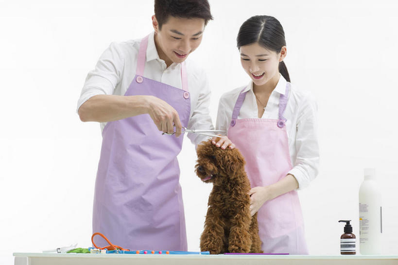 东方人,成年人,两个人,笑,微笑,露齿笑,横图,留白,正面,衬衫,快乐,幸福,信心,桌子,宠物,狗,北京,中国,亚洲,握,灰色背景,并排,工作,剪刀,围裙,注视,现代,一只,动物,观察,看,站着,职业,家畜,亲密,服务,握着,摄影,生活方式,观看,察看,享乐,关爱,关注,贵妇犬,切断,合伙,东亚,陪同,陪伴,店主,男人,男性,年轻男性,年轻女性,女人,女性,亚洲人,中国人,年轻人,彩图,影棚拍摄,欢乐,宠物商店,宠物美容师,伴随,bj175