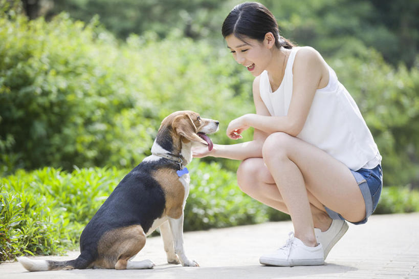 东方人,成年人,一个人,蹲,笑,微笑,露齿笑,横图,室外,白天,侧面,快乐,幸福,纯洁,植物,路,宠物,狗,北京,中国,亚洲,仅一个年轻女性,仅一个女性,仅一个人,漫步,短裤,人行道,小路,玩,注视,休闲装,现代,树,一只,绿色,动物,夏天,观察,看,休闲,面对面,家畜,放松,活力,可爱,亲密,童年,童趣,摄影,生活方式,观看,察看,享乐,关爱,关注,童真,东亚,狗链,烂漫,无邪,陪同,陪伴,无忧无虑,天真,年轻女性,女人,女性,亚洲人,中国人,年轻人,休闲活动,触摸,彩图,全身,欢乐,小猎犬,伴随,bj175