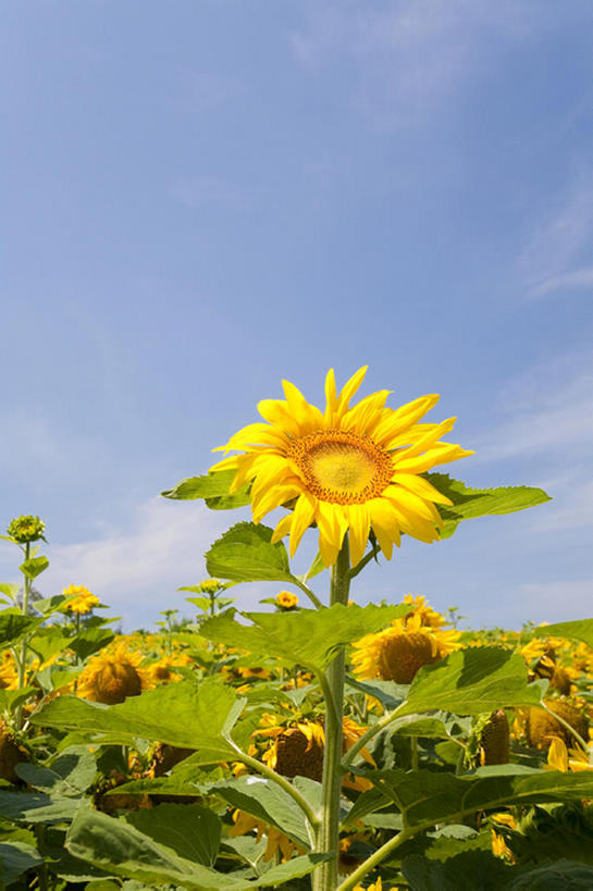 白天,植物,向日葵,亚洲,花,黄色,天空,夏天,彩图,bj175