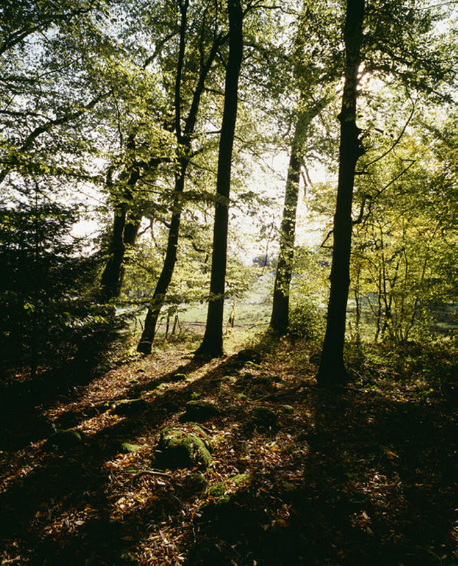 室外,白天,法国,欧洲,阴影,树,利穆赞,彩图,bj175