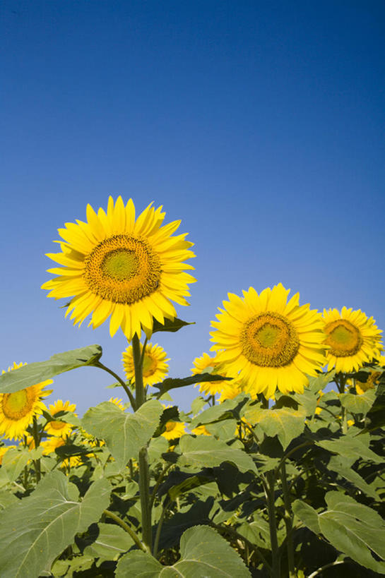 无人,竖图,室外,白天,留白,仰视,旅游,度假,农业,草地,美景,向日葵,叶子,日光,丰富,盛开,地形,景观,田地,茎,野花,花蕾,娱乐,花,花瓣,花朵,鲜花,黄色,蓝色,绿色,风景,天空,自然,春天,花苞,花蕊,享受,休闲,景色,放松,摄影,生长,宁静,环境,清新,自然风光,万里无云,彩图,低角度拍摄,头状花序,bj175