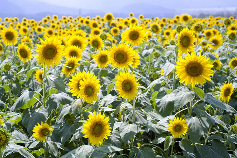 无人,横图,室外,白天,留白,旅游,度假,农业,草地,美景,向日葵,叶子,丰富,盛开,地形,景观,田地,云,茎,野花,花蕾,娱乐,花,花瓣,花朵,鲜花,黄色,蓝色,绿色,风景,天空,自然,春天,花苞,花蕊,享受,休闲,景色,放松,摄影,生长,宁静,环境,清新,自然风光,开端,彩图,头状花序,bj175