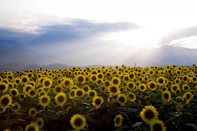 无人,横图,室外,白天,留白,旅游,度假,农业,草地,美景,山,雾,向日葵,叶子,日光,丰富,盛开,地形,景观,田地,云,茎,野花,花蕾,娱乐,花,花瓣,花朵,鲜花,黄色,蓝色,绿色,风景,天空,自然,春天,花苞,花蕊,享受,休闲,景色,放松,摄影,生长,宁静,环境,清新,自然风光,开端,彩图,头状花序,bj175