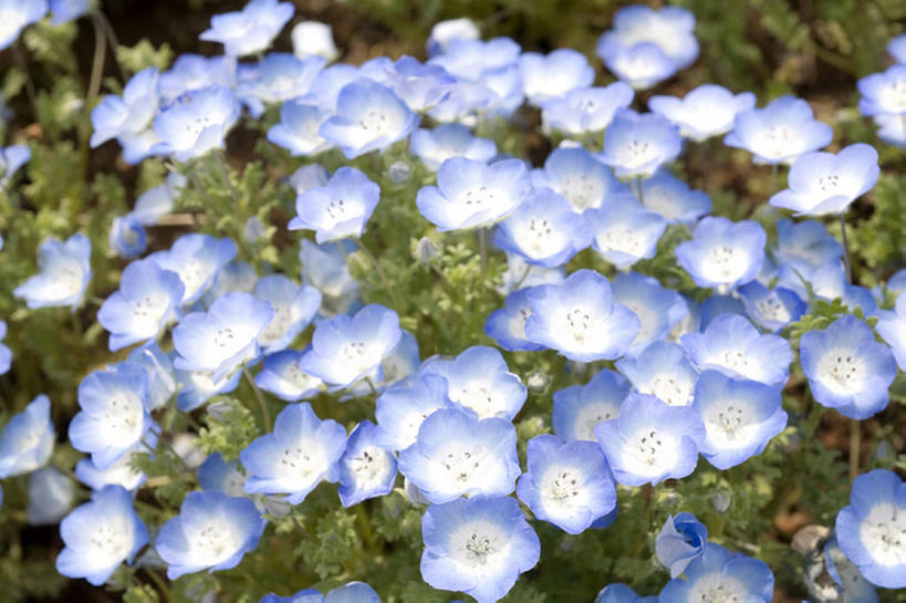 无人,横图,室外,白天,留白,旅游,度假,纯洁,草地,美景,叶子,丰富,盛开,地形,景观,田地,茎,野花,花蕾,娱乐,花,花瓣,花朵,鲜花,蓝色,绿色,风景,自然,春天,花苞,花蕊,享受,休闲,景色,放松,可爱,童年,童趣,摄影,银莲花,生长,宁静,环境,清新,自然风光,童真,烂漫,无邪,开端,天真,彩图,头状花序,bj175
