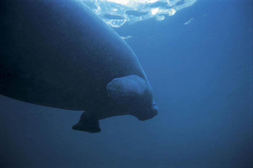 游泳,无人,横图,室外,白天,留白,旅游,度假,探险,水下,海洋,美景,海牛,野生动物,日光,波纹,地形,景观,娱乐,一只,蓝色,风景,自然,享受,休闲,景色,放松,探索,摄影,巨大,庞大,宁静,环境,热带气候,自然风光,海景,宏大,硕大,伟大,濒危物种,冒险,彩图,动物行为,bj175