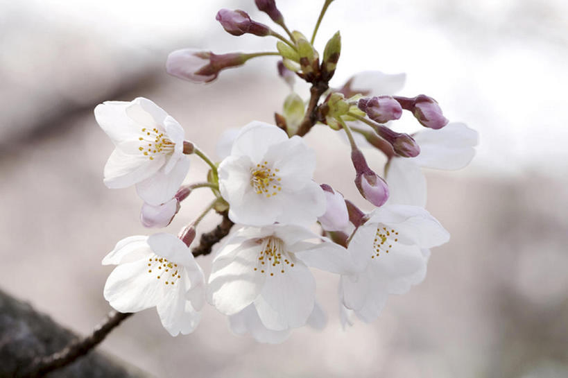 无人,横图,室外,白天,留白,旅游,度假,美景,樱花,日光,盛开,景观,茎,野花,花蕾,娱乐,花,花瓣,花朵,鲜花,粉色,白色,天空,自然,春天,花苞,花蕊,享受,休闲,景色,放松,摄影,宁静,环境,自然风光,开端,彩图,头状花序,bj175