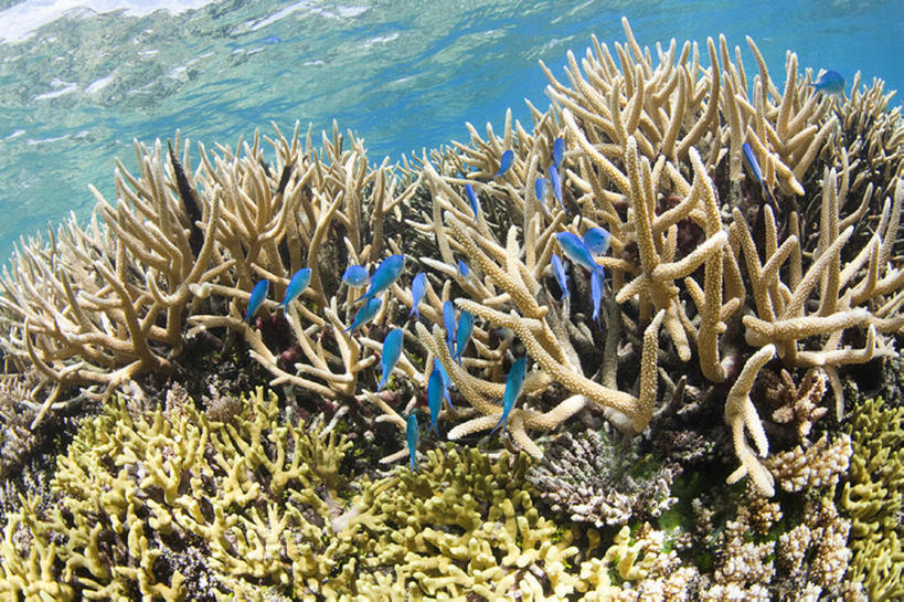 游泳,无人,横图,白天,旅游,度假,海底,水下,海洋,美景,密克罗尼西亚,一群,许多,珊瑚,景观,很多,娱乐,鱼类,风景,自然,享受,休闲,景色,放松,摄影,宁静,热带气候,自然风光,罕见,荒僻,偏僻,偏远,冷僻,暗礁,彩图,旅行,特鲁克泻湖,bj175