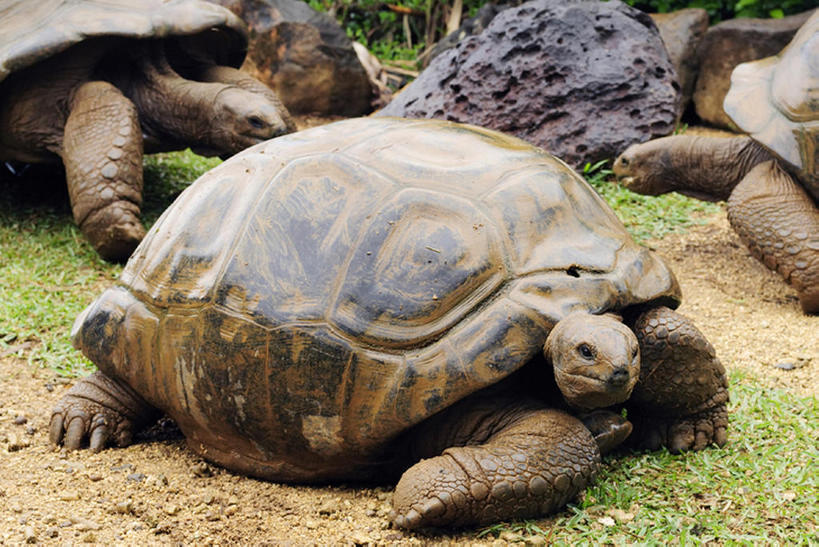 无人,横图,室外,白天,龟,野生动物,非洲,毛里求斯,三只,纹路,爬行动物,纹理,自然,动物,健康,摄影,生长,坚定,肌理,长寿,乌龟,彩图,bj175