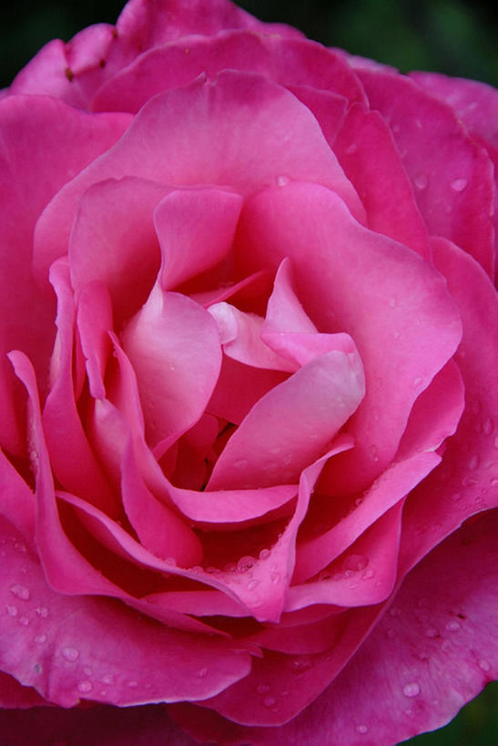 无人,竖图,室外,特写,旅游,度假,美景,湿,景观,娱乐,花,花瓣,花朵,粉色,风景,自然,享受,休闲,景色,放松,摄影,自然风光,彩图,bj175