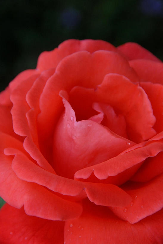 无人,竖图,室外,特写,旅游,度假,美景,湿,景观,娱乐,花,花瓣,红色,风景,自然,享受,休闲,景色,放松,摄影,自然风光,彩图,bj175