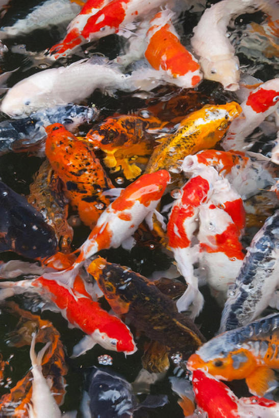 游泳,无人,竖图,彩色,室外,白天,水,锦鲤,鲤鱼,一群,许多,池塘,很多,鱼类,动物,摄影,五颜六色,淡水鱼,色彩斑斓,五彩缤纷,五彩斑斓,五光十色,彩图,bj175