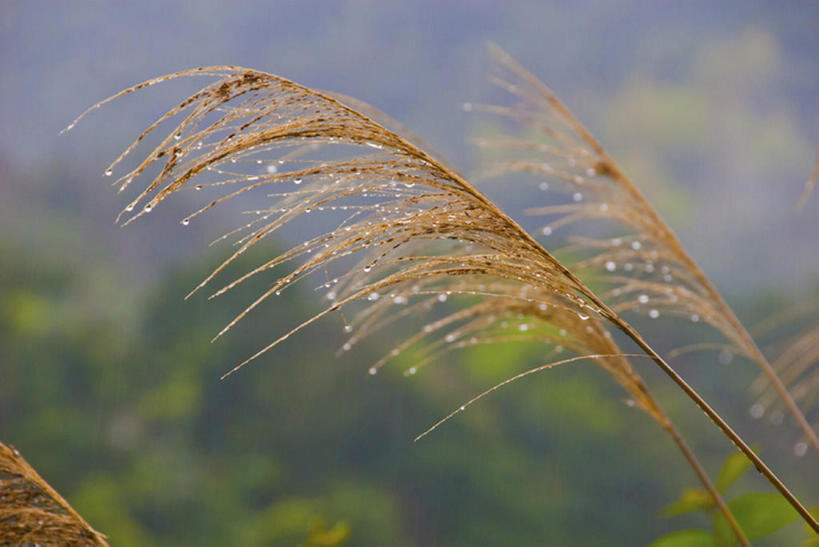 无人,横图,室外,白天,旅游,度假,美景,湿,景观,水滴,娱乐,风景,自然,享受,休闲,景色,放松,摄影,宁静,自然风光,彩图,bj175