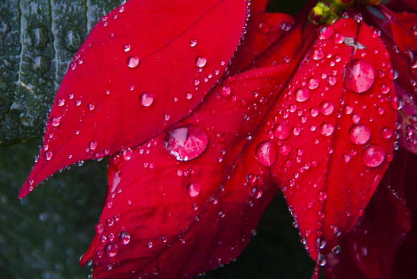 无人,横图,室外,白天,旅游,度假,美景,叶子,湿,景观,水滴,娱乐,红色,风景,自然,享受,休闲,景色,放松,摄影,宁静,自然风光,彩图,bj175