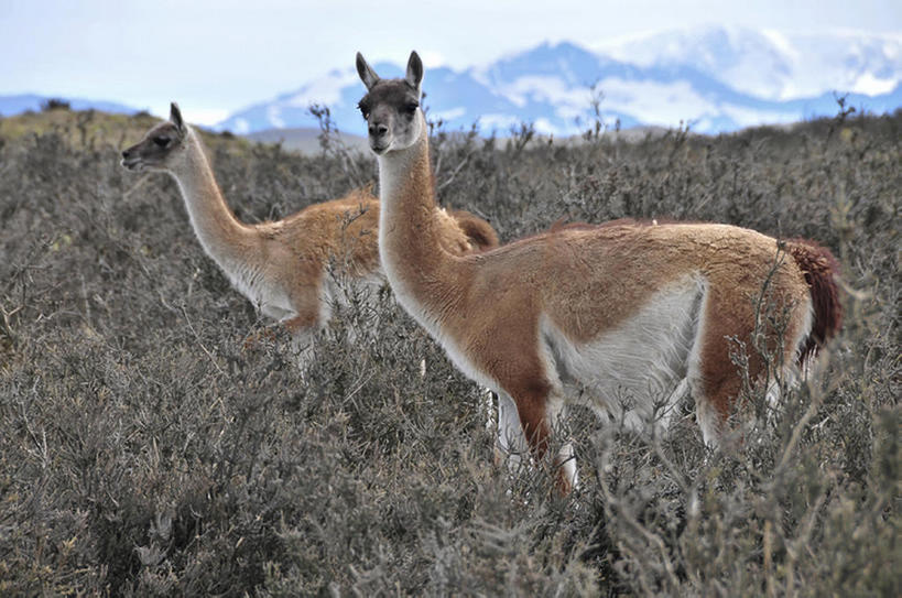 无人,公园,横图,室外,白天,草地,鹿,野生动物,智利,地形,骆驼,风景,自然,动物,两只,南美,可爱,摄影,活泼,羊驼,沙漠之舟,驼羊,美洲驼,彩图,bj175