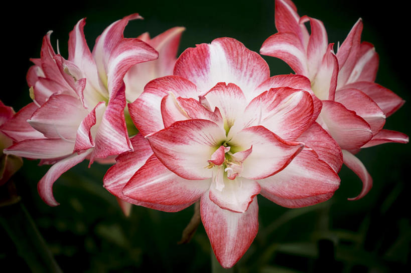 无人,横图,室外,美景,植物,景观,花,花瓣,花朵,粉色,自然,景色,摄影,宁静,自然风光,彩图,亚洲百合,bj175