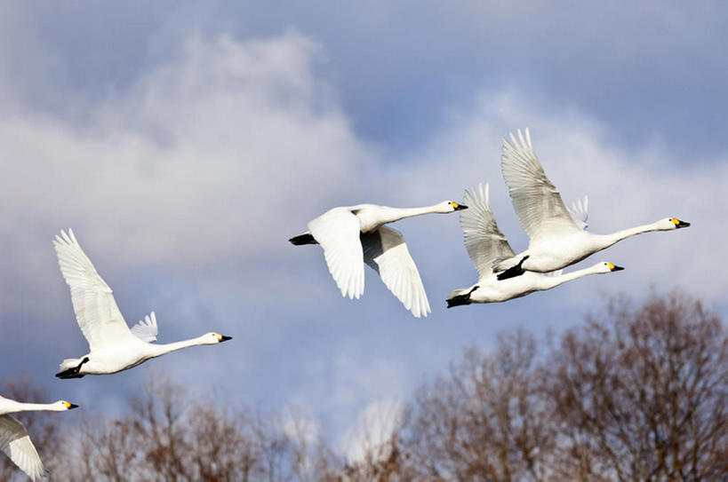 无人,横图,室外,白天,背景,旅游,度假,美景,鸟,野生动物,日本,景观,娱乐,飞,风景,天空,自然,动物,享受,休闲,景色,放松,摄影,宁静,自然风光,罕见,荒僻,偏僻,偏远,遥远,冷僻,彩图,bj175