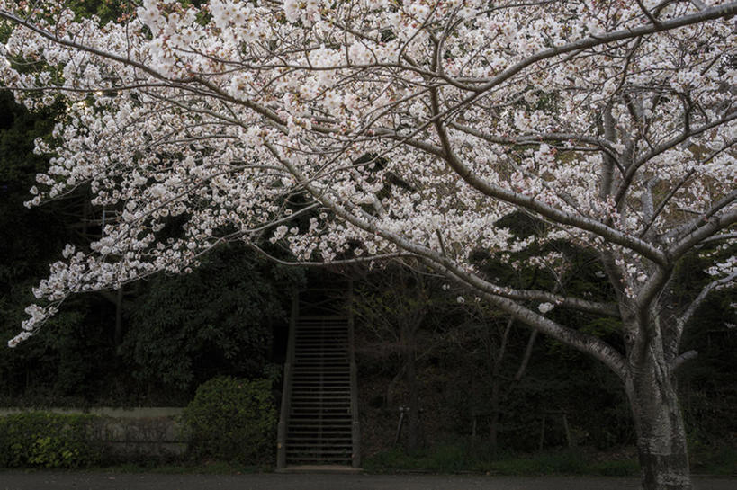 无人,横图,室外,植物,樱花,日本,千叶县,台阶,花,树,自然,春天,bj175