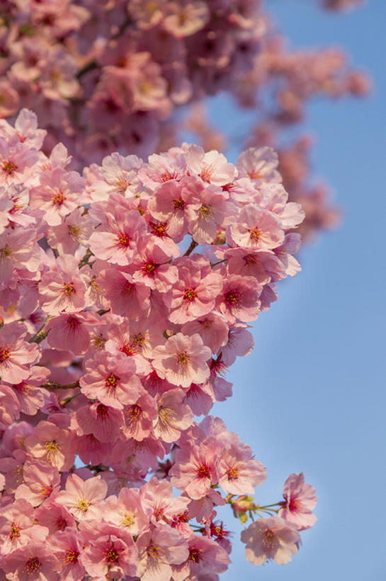 无人,竖图,室外,白天,植物,樱花,花,花瓣,树,粉色,自然,春天,bj175